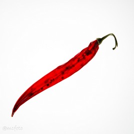 Single Chili.jpg