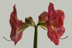 Amaryllis.jpg