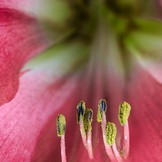 Blütenstempel der Amaryllis.jpg