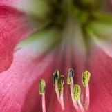 Blütenstempel der Amaryllis.jpg