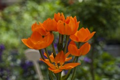 Blumenbild.jpg
